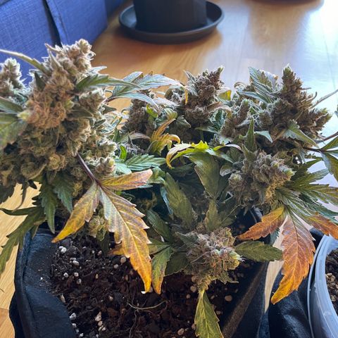 Watermelon Auto #1 growlog photo: Harvest