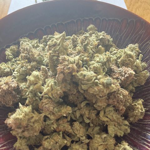Watermelon Auto #1 growlog photo: 30g