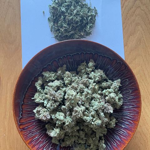 Watermelon Auto #1 growlog photo: 30g