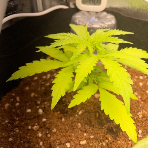 Watermelon Auto #2 growlog timeline photo