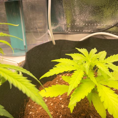 Watermelon Auto #2 growlog timeline photo