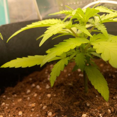 Watermelon Auto #2 growlog timeline photo