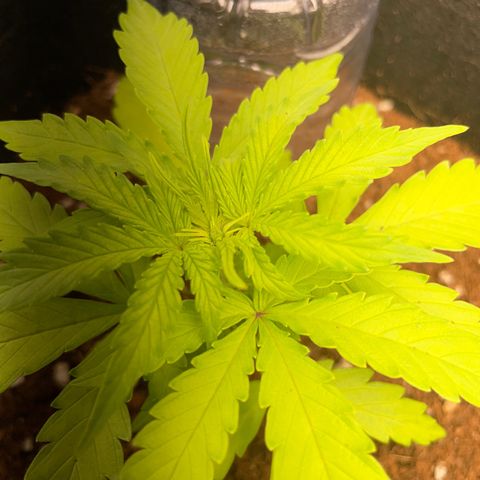 Watermelon Auto #2 growlog timeline photo