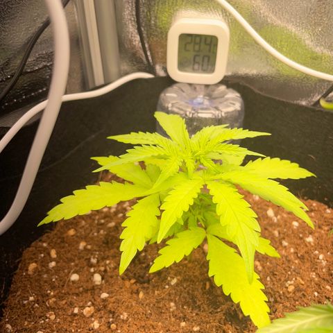 Watermelon Auto #2 growlog timeline photo