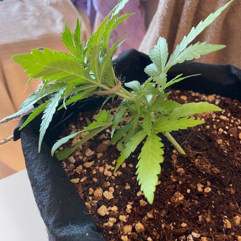 Watermelon Auto #2 growlog timeline photo