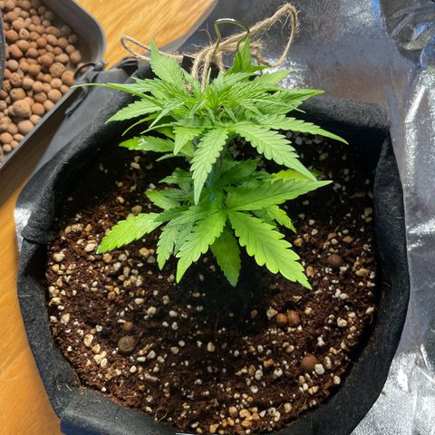 Watermelon Auto #2 growlog timeline photo