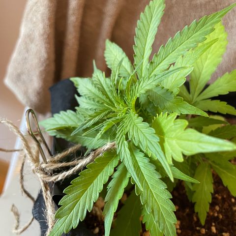 Watermelon Auto #2 growlog timeline photo