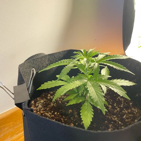 Watermelon Auto #2 growlog timeline photo