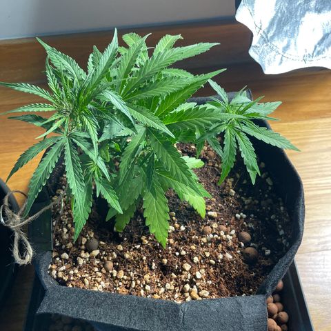 Watermelon Auto #2 growlog timeline photo