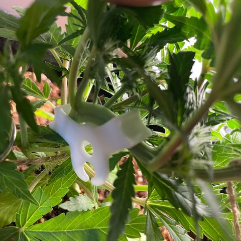 Watermelon Auto #2 growlog timeline photo