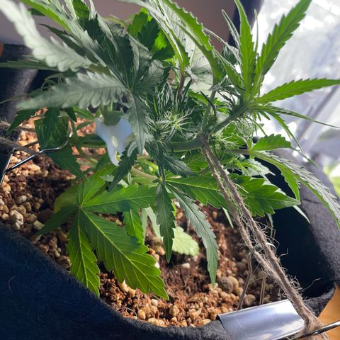 Watermelon Auto #2 growlog timeline photo