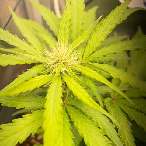 Watermelon Auto #2 growlog timeline photo