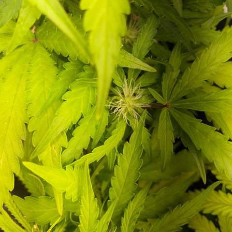 Watermelon Auto #2 growlog timeline photo