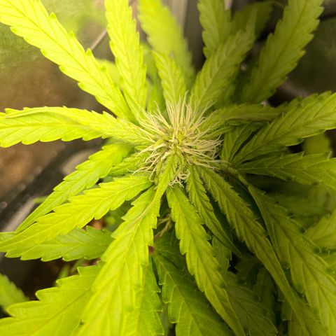 Watermelon Auto #2 growlog timeline photo