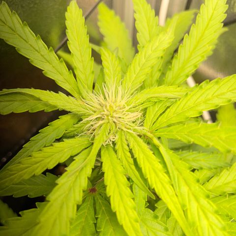 Watermelon Auto #2 growlog timeline photo