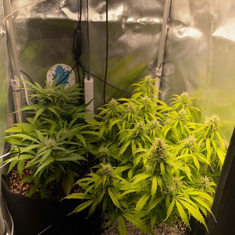 Watermelon Auto #2 growlog timeline photo