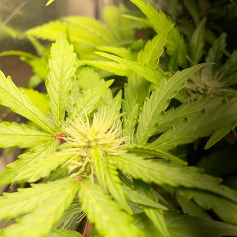 Watermelon Auto #2 growlog timeline photo