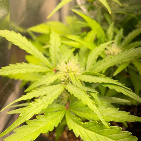 Watermelon Auto #2 growlog timeline photo