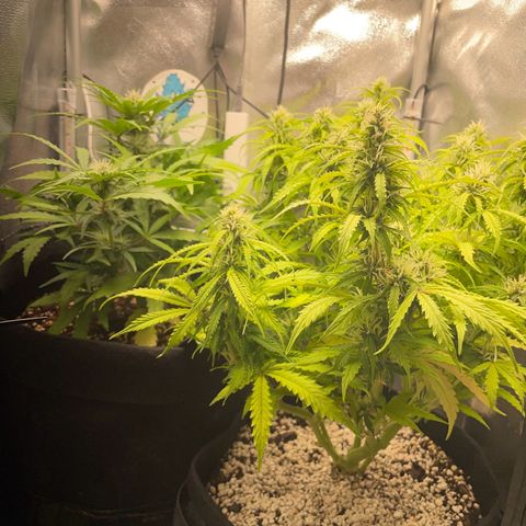 Watermelon Auto #2 growlog timeline photo