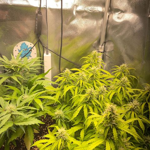 Watermelon Auto #2 growlog timeline photo