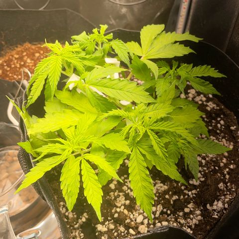 Gorilla Auto #1 growlog timeline photo