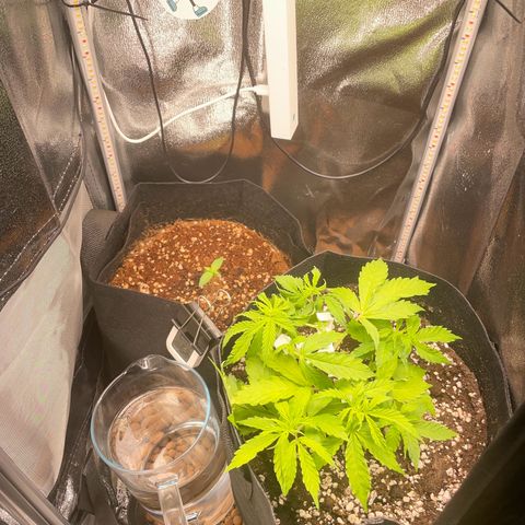 Gorilla Auto #1 growlog timeline photo