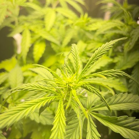 Gorilla Auto #1 growlog timeline photo