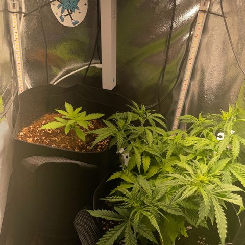 Gorilla Auto #1 growlog timeline photo
