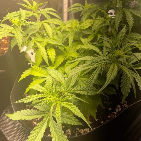 Gorilla Auto #1 growlog timeline photo