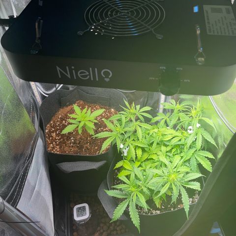 Gorilla Auto #1 growlog timeline photo