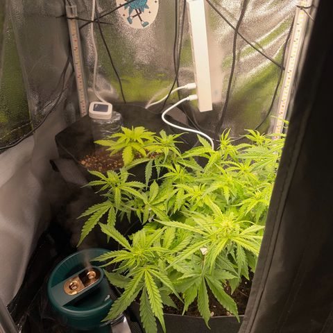 Gorilla Auto #1 growlog timeline photo