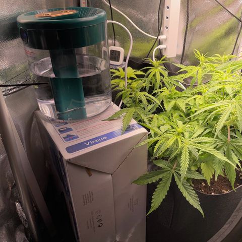 Gorilla Auto #1 growlog timeline photo