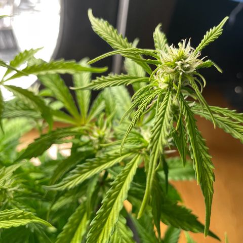 Gorilla Auto #1 growlog timeline photo