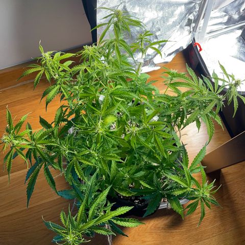 Gorilla Auto #1 growlog timeline photo