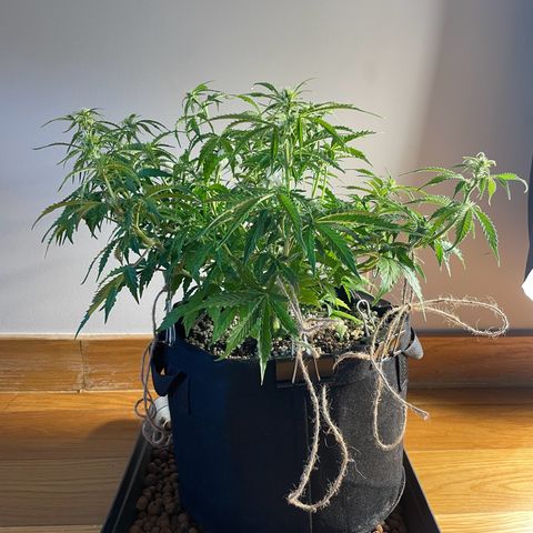 Gorilla Auto #1 growlog timeline photo