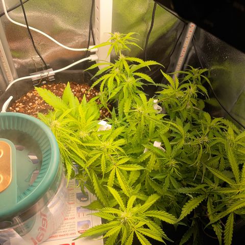 Gorilla Auto #1 growlog timeline photo