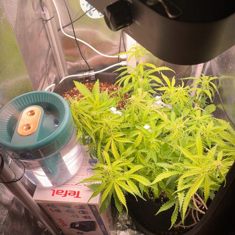Gorilla Auto #1 growlog timeline photo