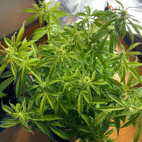 Gorilla Auto #1 growlog timeline photo