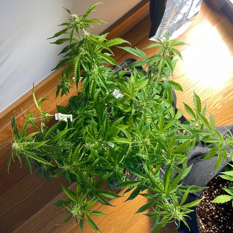 Gorilla Auto #1 growlog timeline photo