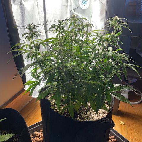 Gorilla Auto #1 growlog timeline photo