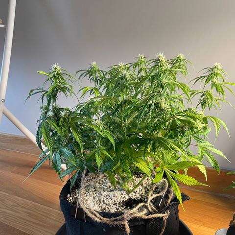 Gorilla Auto #1 growlog timeline photo