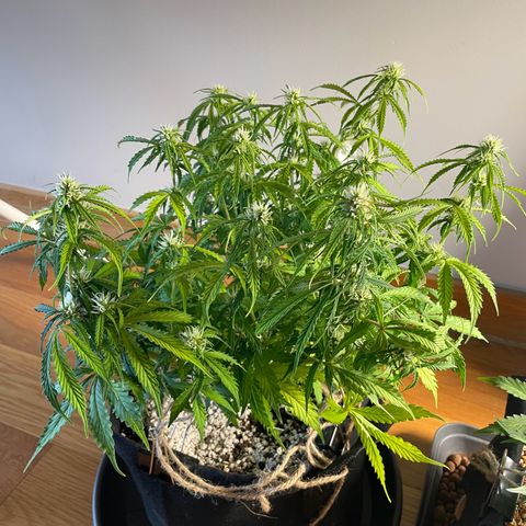 Gorilla Auto #1 growlog timeline photo