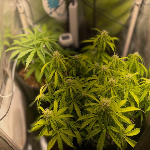 Gorilla Auto #1 growlog timeline photo