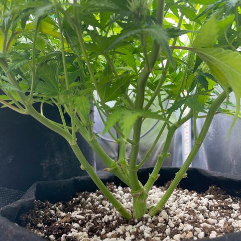 Gorilla Auto #1 growlog timeline photo