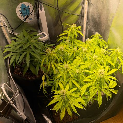 Gorilla Auto #1 growlog timeline photo