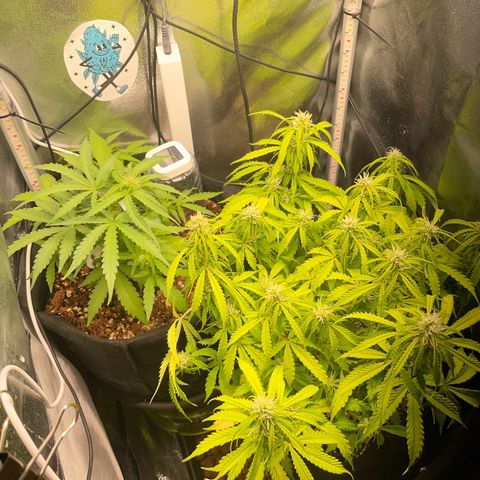 Gorilla Auto #1 growlog timeline photo