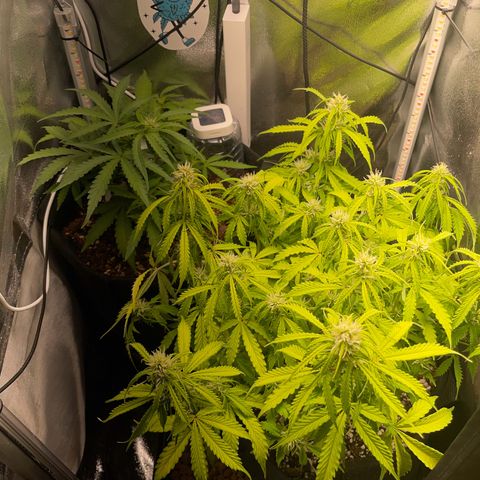 Gorilla Auto #1 growlog timeline photo