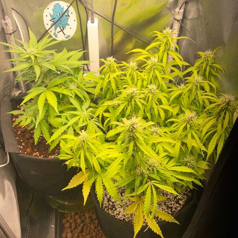 Gorilla Auto #1 growlog timeline photo