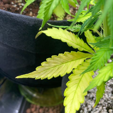 Gorilla Auto #1 growlog timeline photo