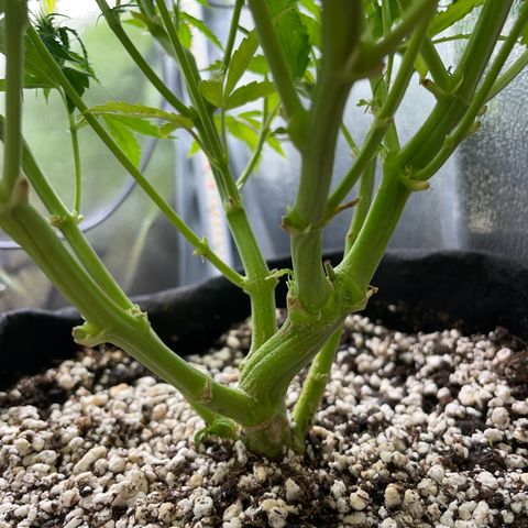 Gorilla Auto #1 growlog timeline photo